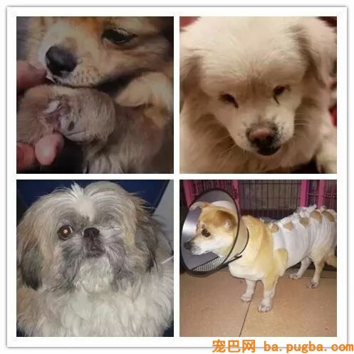 她曾身价百万，却因救助漂泊狗散尽家产，如今沉只能求人！-9.jpeg