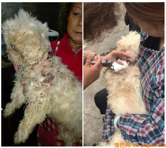 她曾身价百万，却因救助漂泊狗散尽家产，如今沉只能求人！-11.jpeg