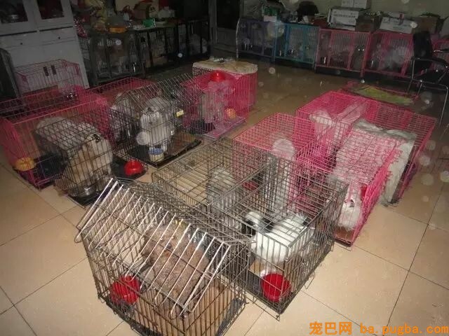 她曾身价百万，却因救助漂泊狗散尽家产，如今沉只能求人！-14.jpeg