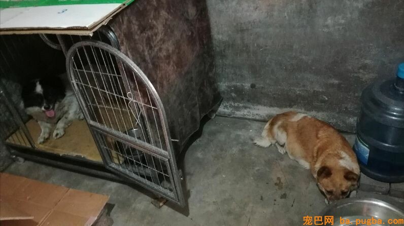 她曾身价百万，却因救助漂泊狗散尽家产，如今沉只能求人！-12.jpeg