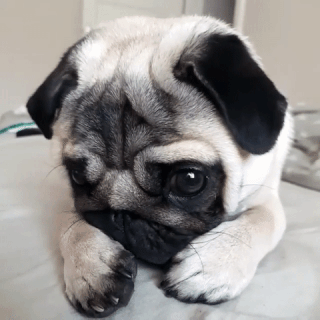 狗狗犯错屡教不改？那是你早就中了它的圈套！-5.gif
