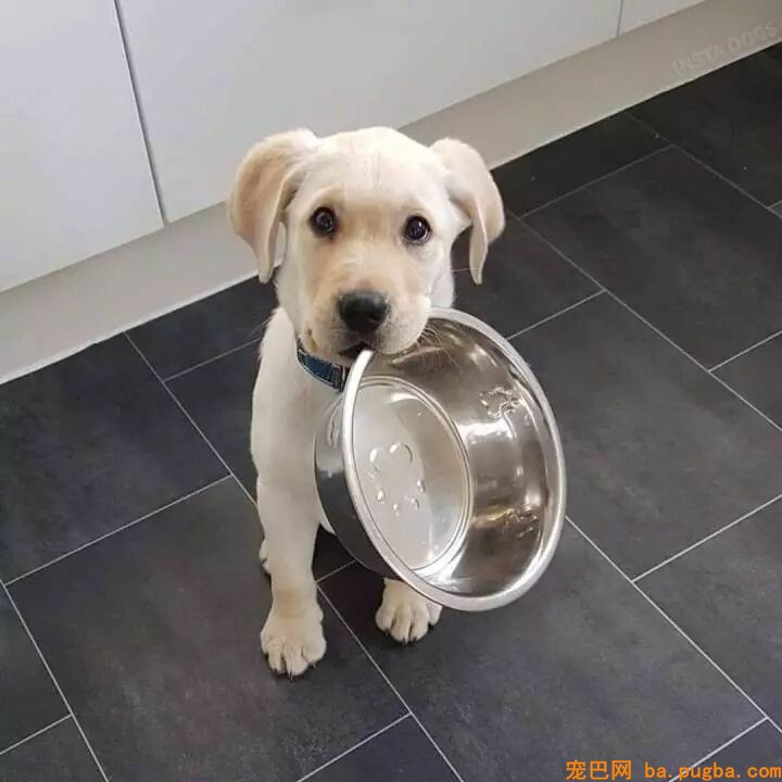 狗狗犯错屡教不改？那是你早就中了它的圈套！-6.jpeg
