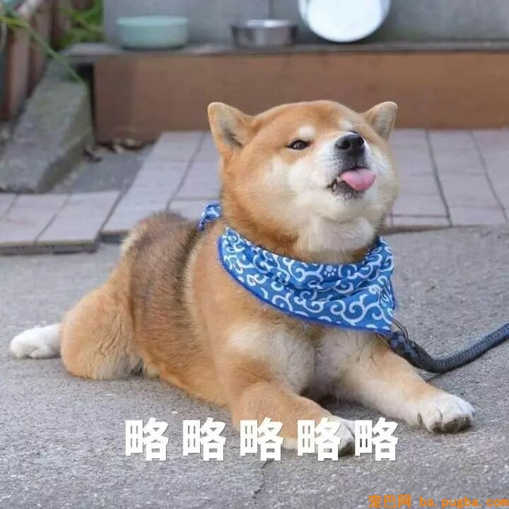 狗狗犯错屡教不改？那是你早就中了它的圈套！-7.jpeg