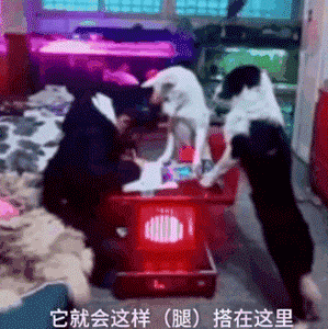 孩子爱玩手机不写作业怎么办？狗子：我也是为这个家操碎了心！-3.gif