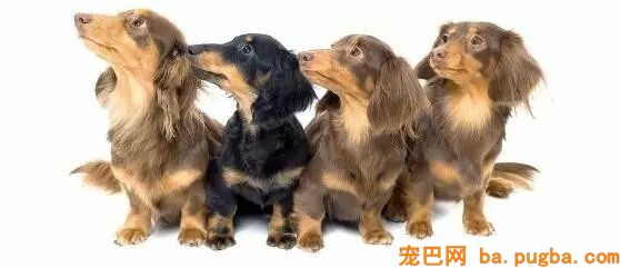 狗狗吃驱虫药的注意事项-3.jpeg