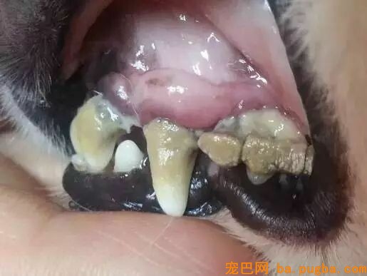 金毛突然不吃不喝，竟是因为主人忽略了这件事！-6.jpeg