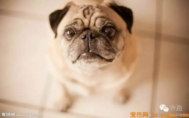 宠物婚配需看狗狗的生育常识-1.jpeg