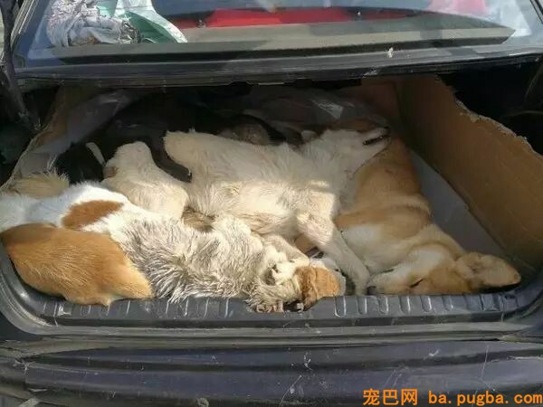 偷狗贼被村民抓到后暴打并当众游街，网友：处置方式非常人道！-9.jpeg