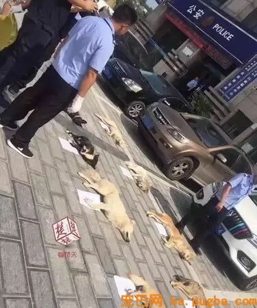 偷狗贼被村民抓到后暴打并当众游街，网友：处置方式非常人道！-11.jpeg