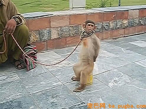猴子大街上表演，路人纷纷跑去围不雅观，随后的动作惊得旁人欢呼-1.jpeg
