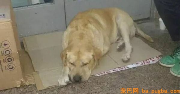 主人逝世，不知情狗狗在病院门口苦等七天：说好一起回家的...-2.jpeg