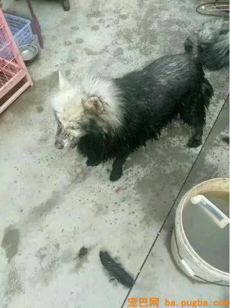 萨摩一头跳进粪坑，说好的变“天屎”难道是这个意思？-3.jpg
