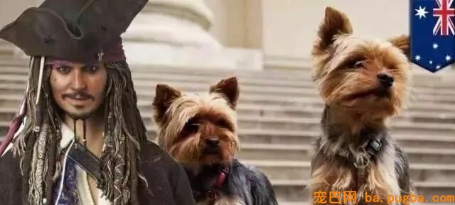 全世界最土豪的五只狗，王思聪的只能垫底-6.jpeg