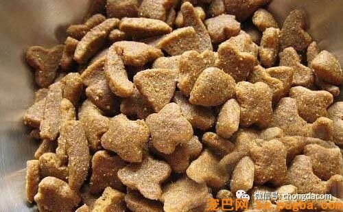 三个月的狗狗能够吃干狗粮吗-1.jpeg