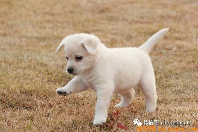 三个月的狗狗能够吃干狗粮吗-2.jpeg