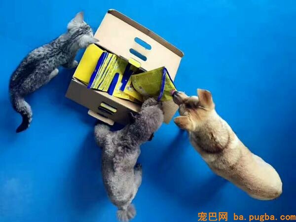 训狗零食用什么，怎么零食训练狗狗-3.jpeg