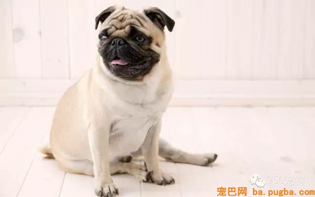 最正确的巴哥饲养方法-2.jpeg