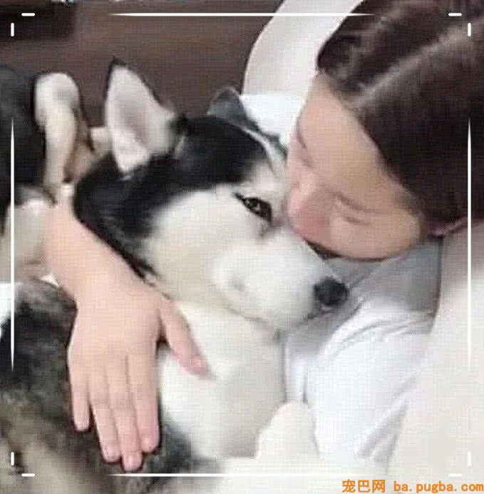 二哈被打针一脸委屈，女主人搂在怀里抚慰它，接下来一幕气晕男主-1.jpeg