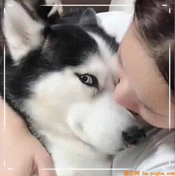 二哈被打针一脸委屈，女主人搂在怀里抚慰它，接下来一幕气晕男主-3.jpg