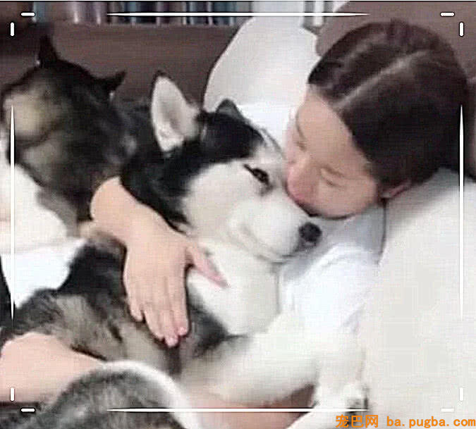 二哈被打针一脸委屈，女主人搂在怀里抚慰它，接下来一幕气晕男主-2.jpeg