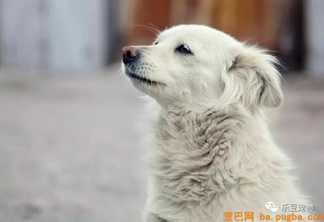 很多人都嫉妒这只漂泊狗，因为一群兵哥哥都爱着它！-1.jpeg
