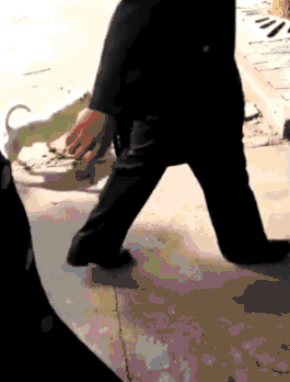 很多人都嫉妒这只漂泊狗，因为一群兵哥哥都爱着它！-3.gif