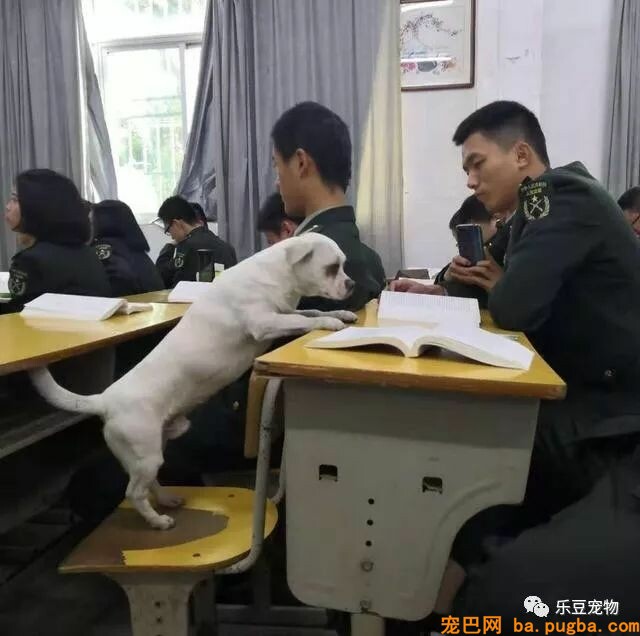 很多人都嫉妒这只漂泊狗，因为一群兵哥哥都爱着它！-2.jpeg