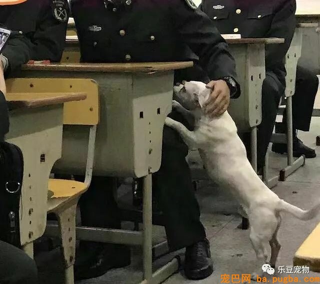 很多人都嫉妒这只漂泊狗，因为一群兵哥哥都爱着它！-5.jpeg