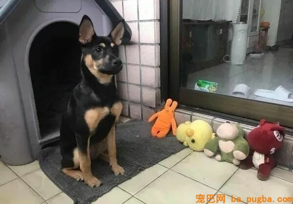 嫌弃主人买的狗屋不好看，狗砸本人改造了一下：废墟风，采光好！-1.jpeg