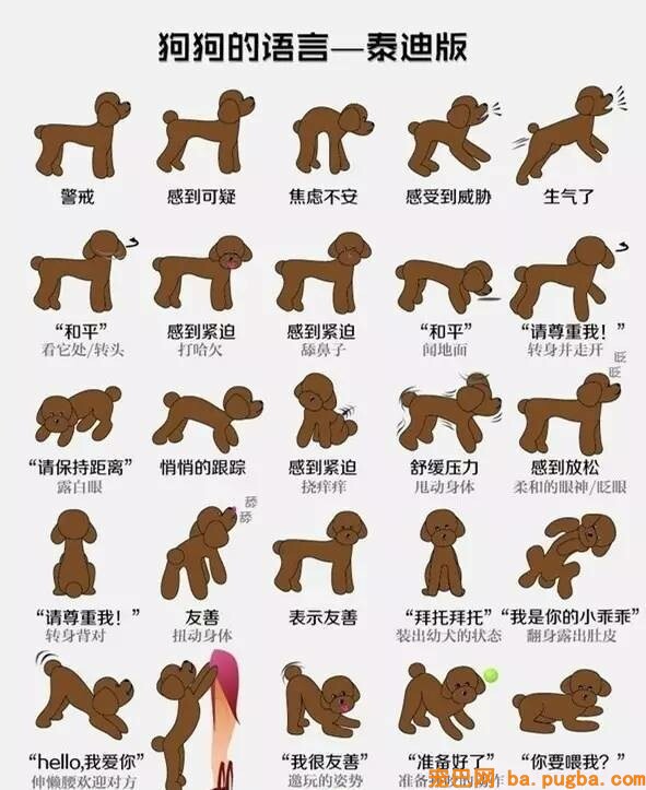 狗狗的语言-1.jpeg