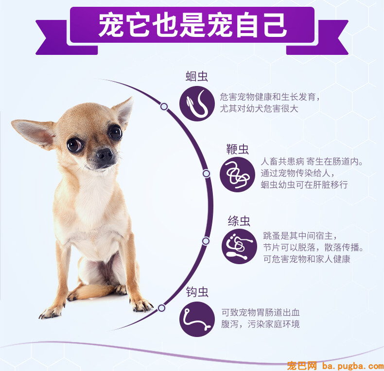 硕腾内宠爱