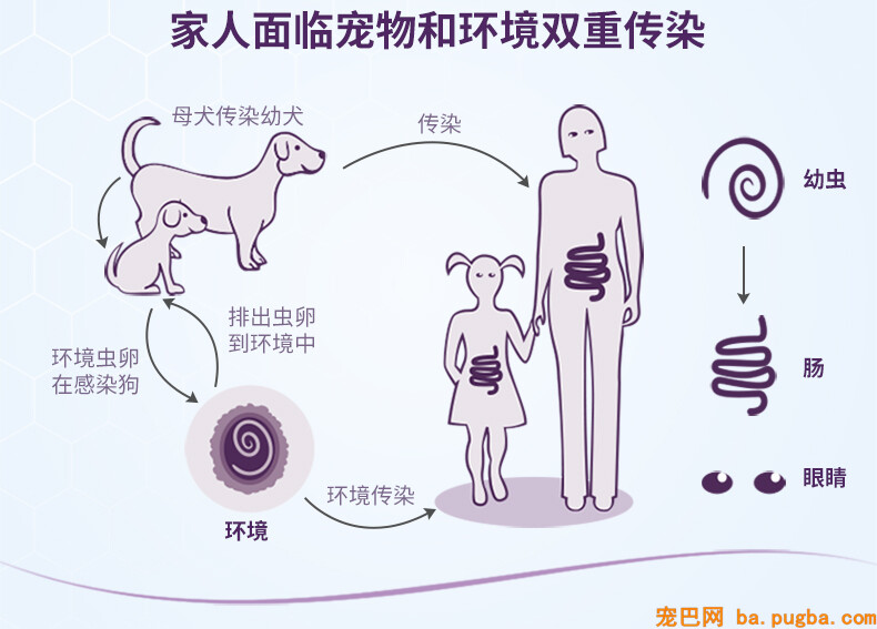 硕腾内宠爱