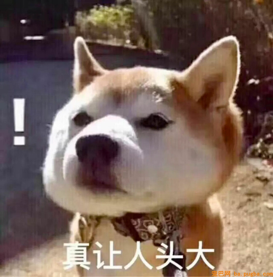 狗妈生了50多个崽，全村人都想找到娃他爸！-2.jpg