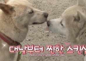 狗妈生了50多个崽，全村人都想找到娃他爸！-11.gif