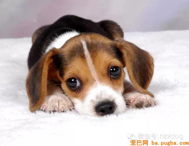 狗狗眼屎多怎么办？-2.jpeg