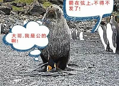 袋鼠爱上猪，动物界的禁断之爱，几乎太出色-1.jpeg