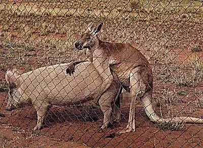袋鼠爱上猪，动物界的禁断之爱，几乎太出色-3.jpg
