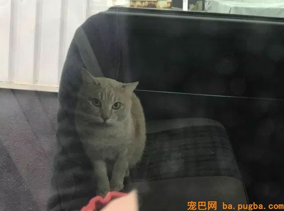 正能量！男子花高价给报废车装空调，竟然是为了这些小生命们！-3.jpeg