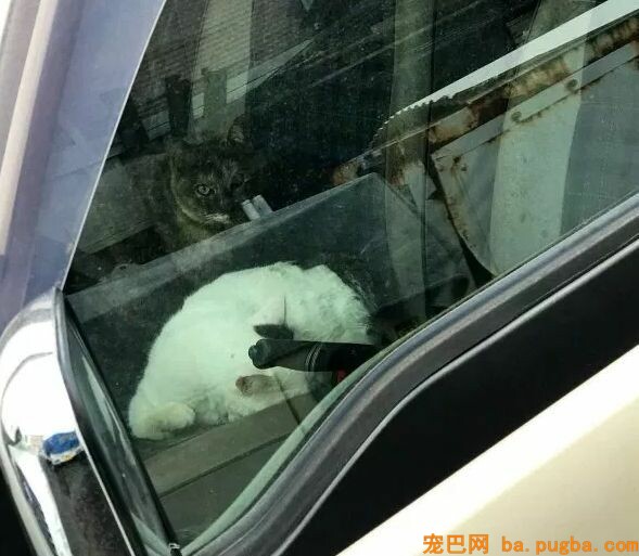 正能量！男子花高价给报废车装空调，竟然是为了这些小生命们！-4.jpeg
