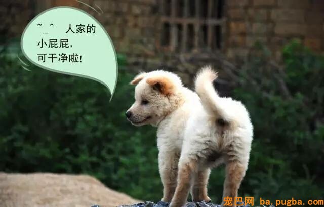 狗狗肛门腺为何吸引其他异性狗狗-3.jpeg