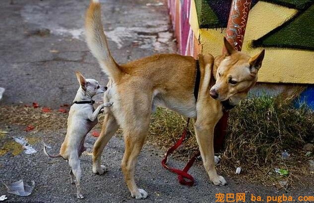 狗狗肛门腺为何吸引其他异性狗狗-2.jpeg