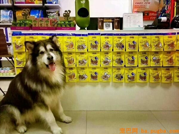为狗狗梳毛应详细注意哪些?狗狗掉毛怎么办-1.jpeg