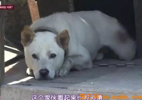 狗狗转着圈咬破了本人的尾巴，原因竟是主人忽略了这件小事……-1.jpg