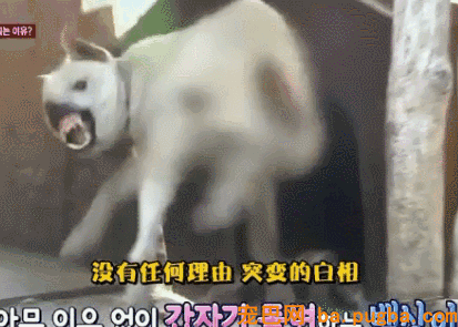 狗狗转着圈咬破了本人的尾巴，原因竟是主人忽略了这件小事……-2.gif