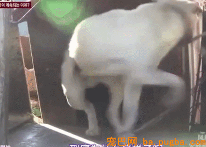 狗狗转着圈咬破了本人的尾巴，原因竟是主人忽略了这件小事……-3.gif