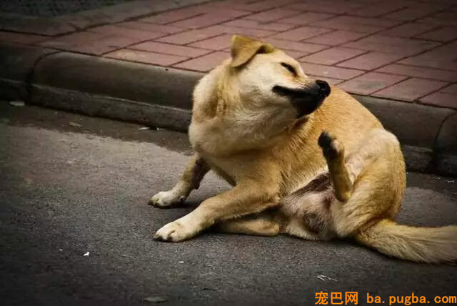 狗狗转着圈咬破了本人的尾巴，原因竟是主人忽略了这件小事……-7.jpg
