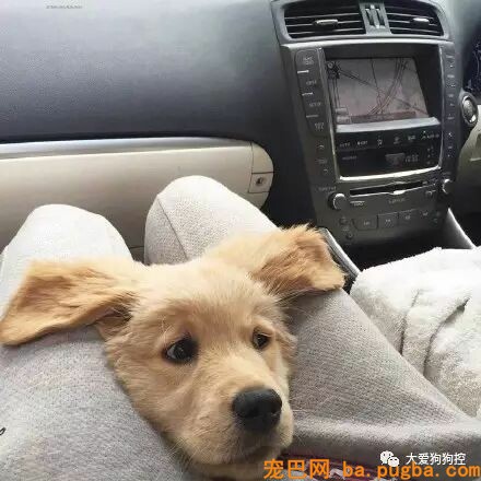 要不要养一只眼里只要你的傻狗？-9.jpeg