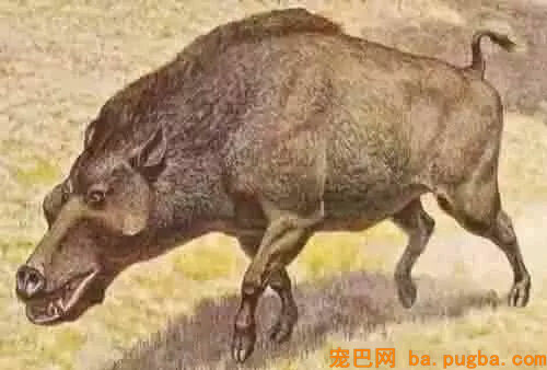 史上最凶猛的猪，秒杀狮子老虎，若存活至今，丛林之王非它莫属！-3.jpg