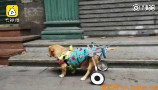 十年老狗瘫痪，主人便宜小推车助它奔跑，主人：轮到我赐顾帮衬它了…-2.jpeg