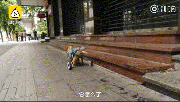 十年老狗瘫痪，主人便宜小推车助它奔跑，主人：轮到我赐顾帮衬它了…-3.gif